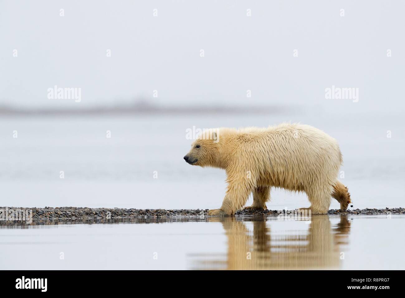 États-unis, Alaska, Arctic National Wildlife Refuge, Kaktovik, l'ours polaire (Ursus maritimus), le long d'une île à l'extérieur de Kaktovik, en Alaska. Chaque automne, les ours polaires (Ursus maritimus) recueillir près de Kaktovik sur la limite nord de la réserve faunique nationale de l'Arctique, l'Alaska, Fall Banque D'Images