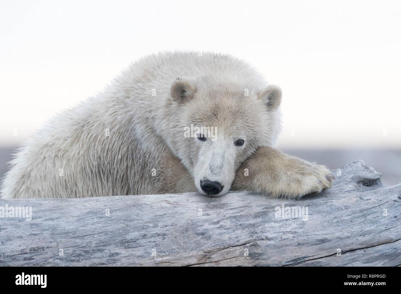 États-unis, Alaska, Arctic National Wildlife Refuge, Kaktovik, l'ours polaire (Ursus maritimus), le long d'une île à l'extérieur de Kaktovik, en Alaska. Chaque automne, les ours polaires (Ursus maritimus) recueillir près de Kaktovik sur la limite nord de la réserve faunique nationale de l'Arctique, l'Alaska, Fall Banque D'Images