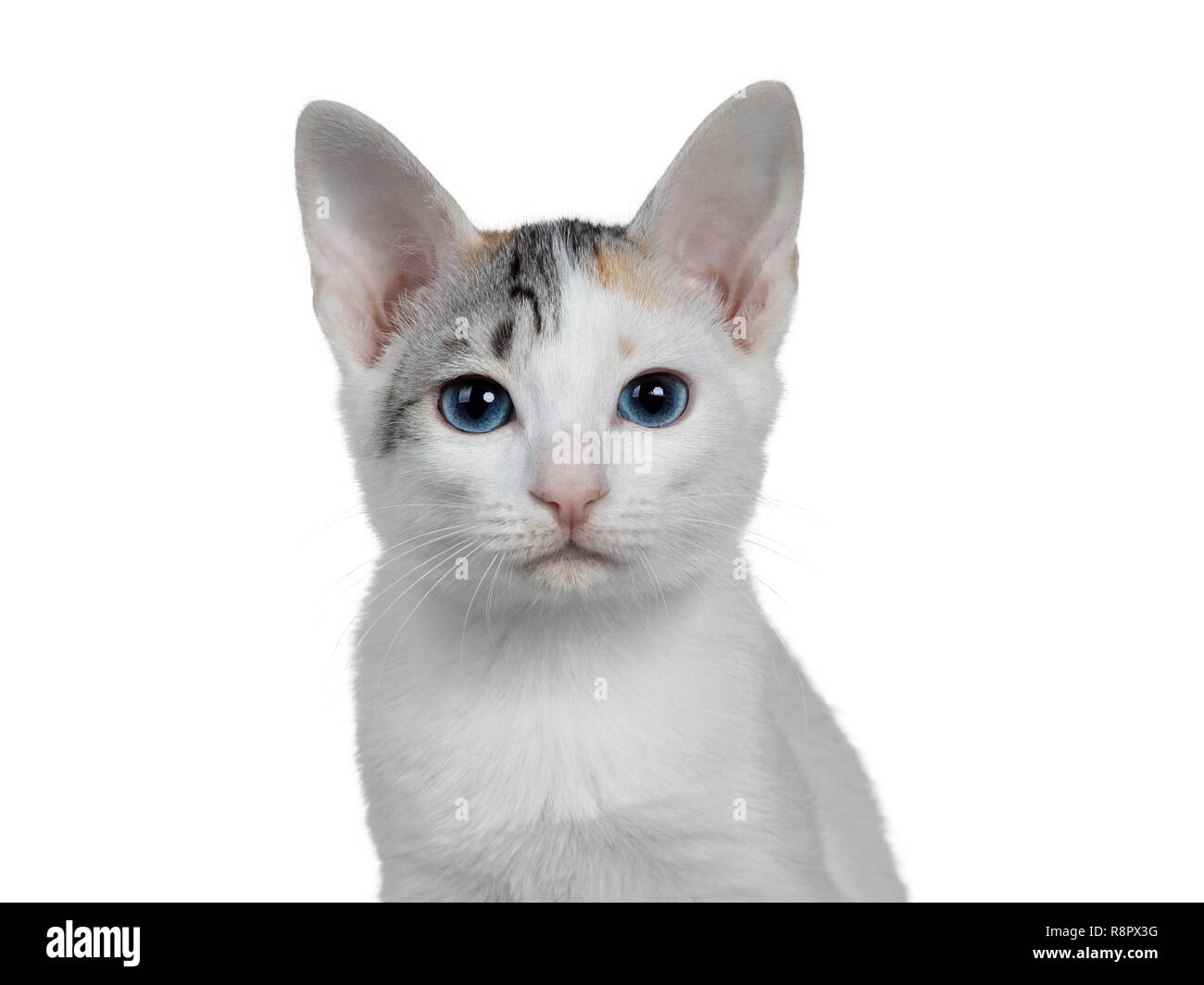 Chat Tigre Japonais Banque De Photographies Et D Images A Haute Resolution Alamy
