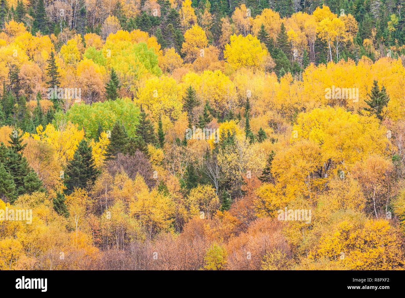 Canada, Québec, région du Saguenay-Lac Saint-Jean, Fjord du Saguenay, l'Anse-Saint-Jean, automne Banque D'Images