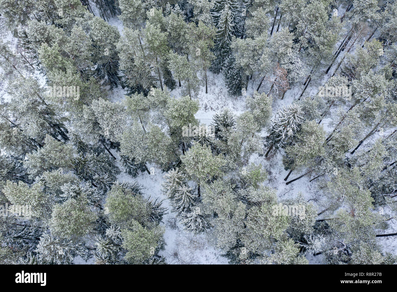 La forêt couverte de neige en hiver. Vue aérienne de l'arbres gelés sur froide journée d'hiver Banque D'Images