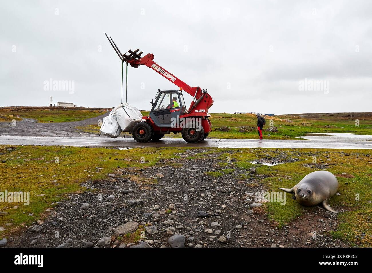 France, France, Îles Kerguelen, Port-aux-Français, éléphants de mer (Mirounga leonina) sur la route jusqu'au quai Banque D'Images