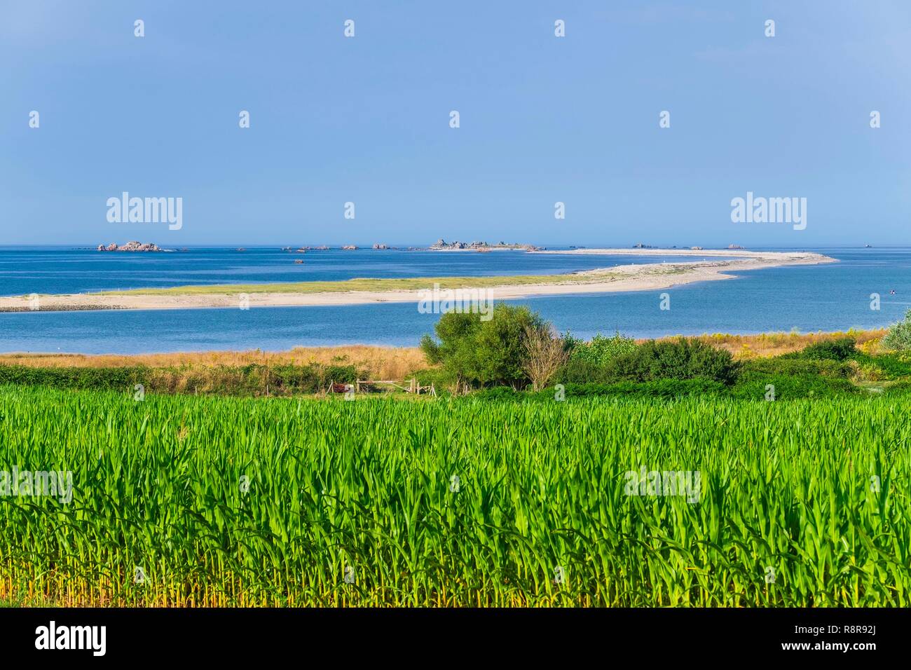 France, Côtes d'Armor Pleubian, sur le chemin de randonnée GR 34, le sillon de Talbert est un littoral constitué de galets et de sable entre les débouchés de rivières Trieux et Jaudy Banque D'Images