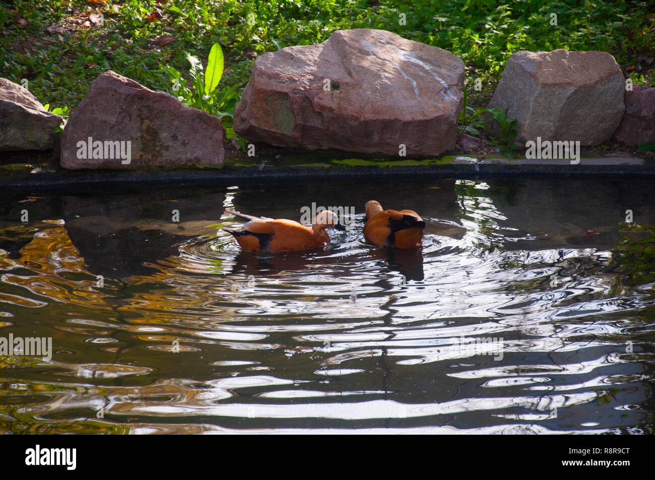 Deux Canards bruns dans le petit étang, automne Banque D'Images