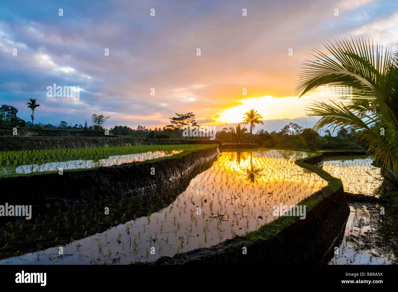 L'INDONÉSIE, Bali, centre, le lever du soleil sur les rizières en terrasses de Jatiluwih près de Banque D'Images