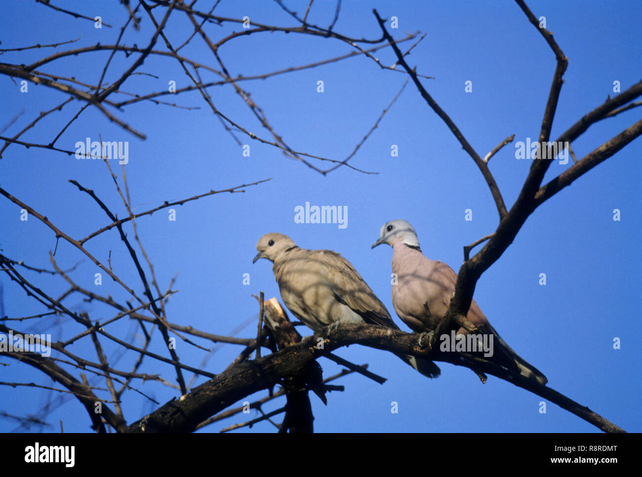 Oiseaux, goéland collard dove (streptopelia decaocto), bharatpur, Rajasthan, Inde Banque D'Images