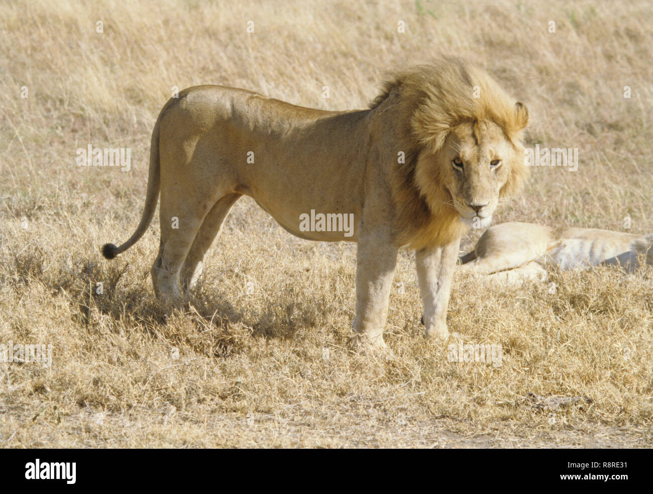 L'African Lion (Panthera leo), masai Mara, Kenya Banque D'Images