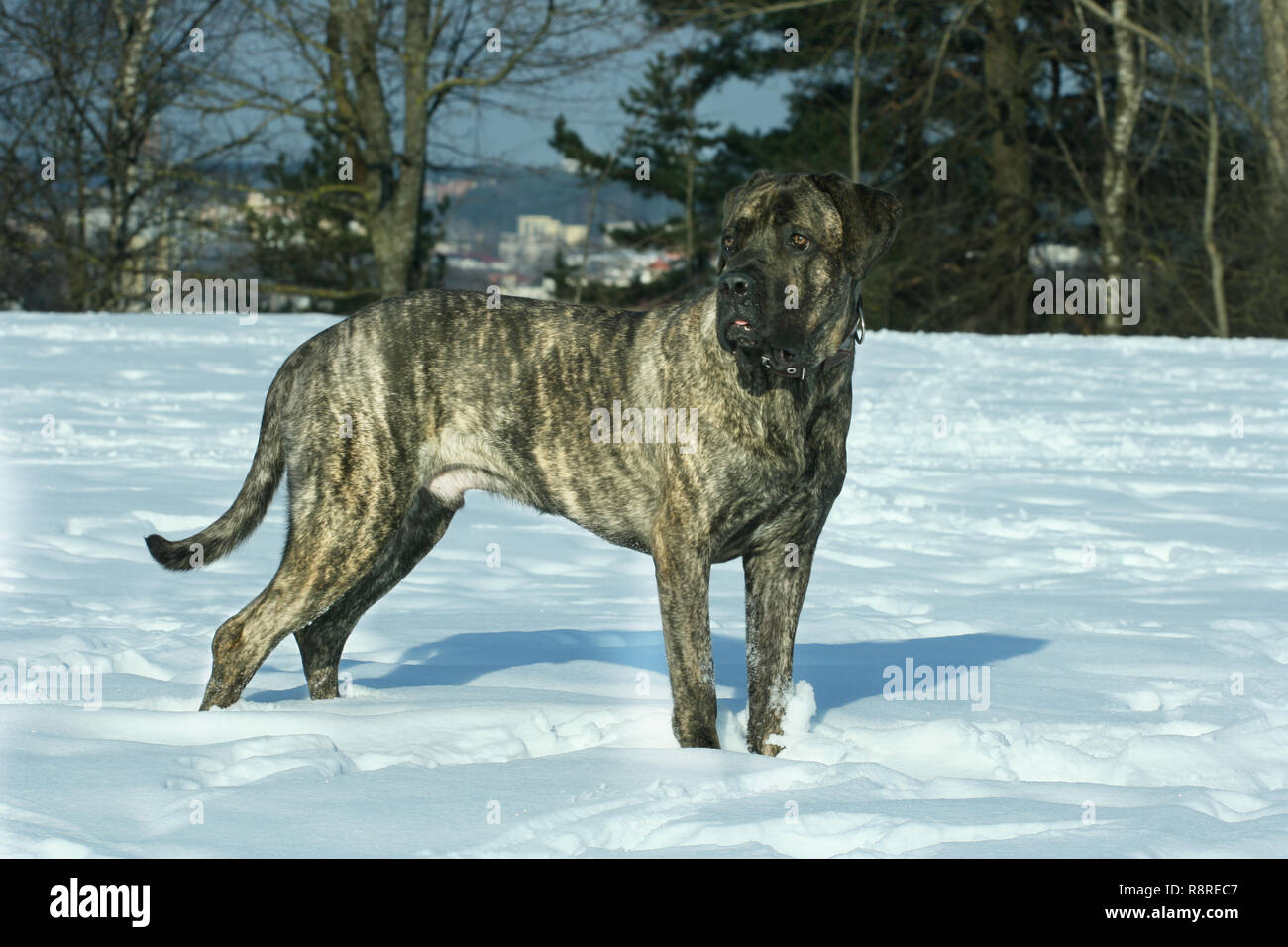 Cane Corso. Banque D'Images