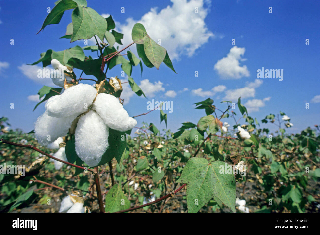 Récolte de coton de plus en plus terrain en Inde Banque D'Images