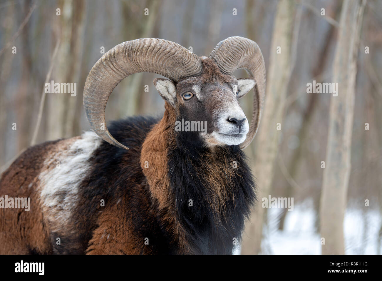 Portrait d'hiver de gros Mouflons animal. Mouflons, Ovis orientalis, forêt-duc d'animal dans l'habitat de la nature Banque D'Images