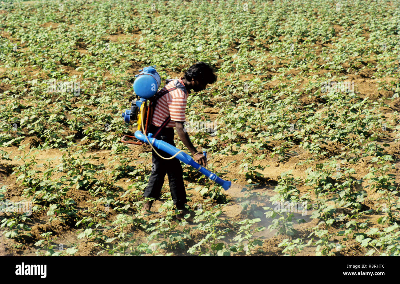 L'homme la pulvérisation de pesticides dans l'écrou du rez-de-champ, Inde Banque D'Images