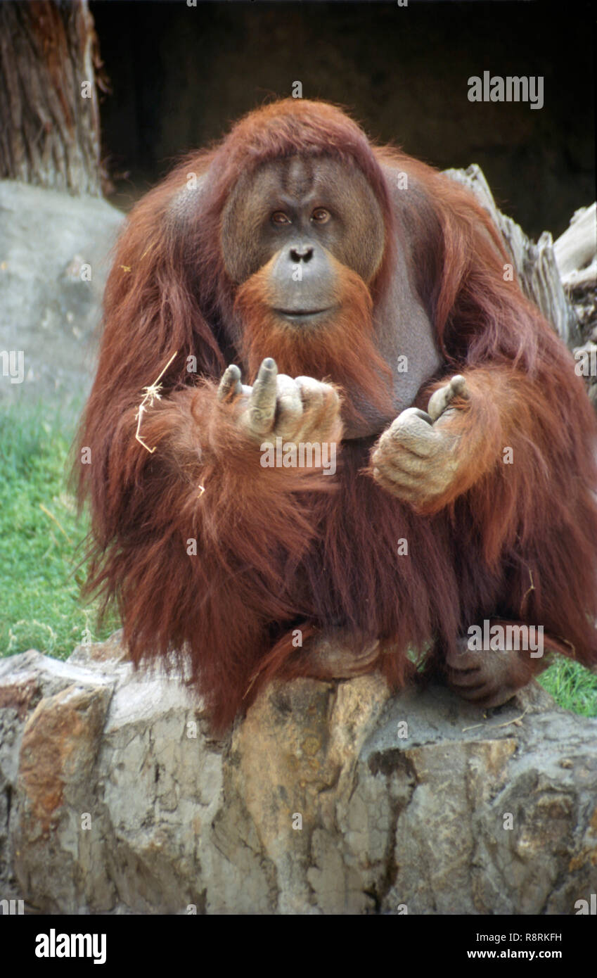 Les orangs-outans (Pongo pygmaeus), zoo de Delhi, Inde Banque D'Images