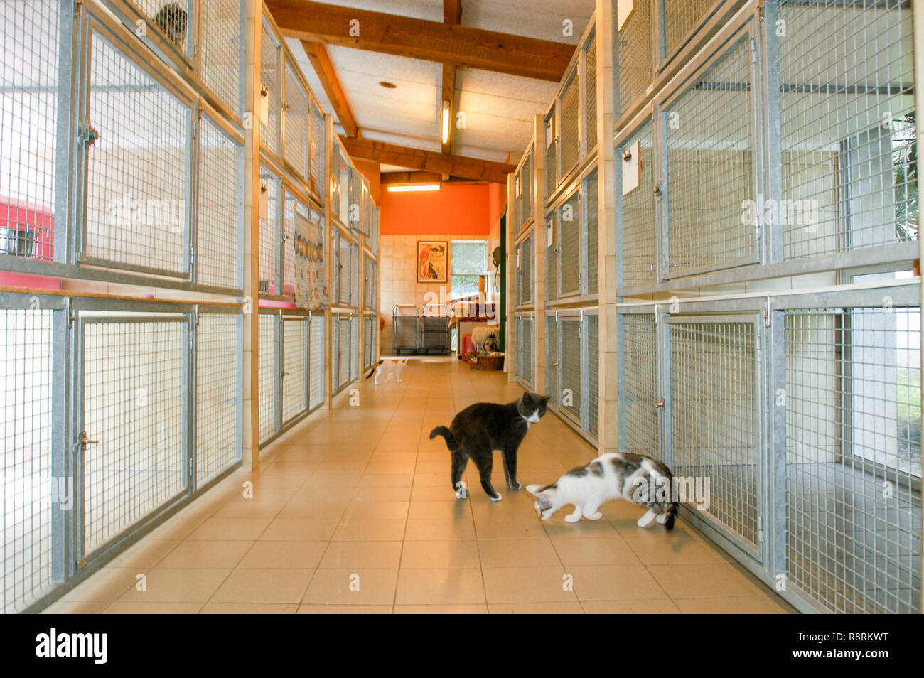 Lugano, Suisse - 15 septembre 2002 : chats au refuge d'animaux de Lugano, Suisse Banque D'Images