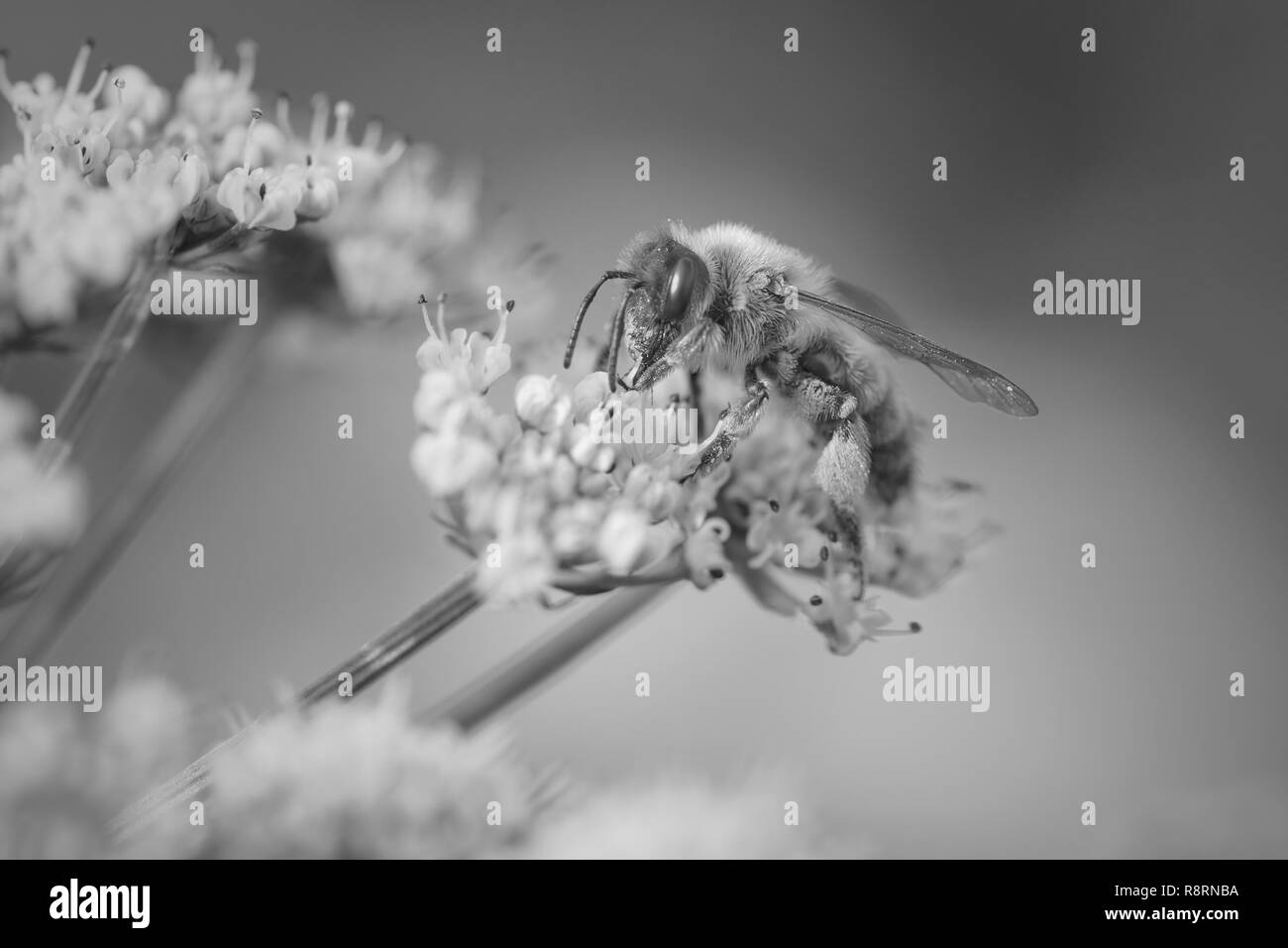 Macro d'une abeille en suçant le pollen de fleurs blanches sauvages. Converti en noir et blanc. Banque D'Images
