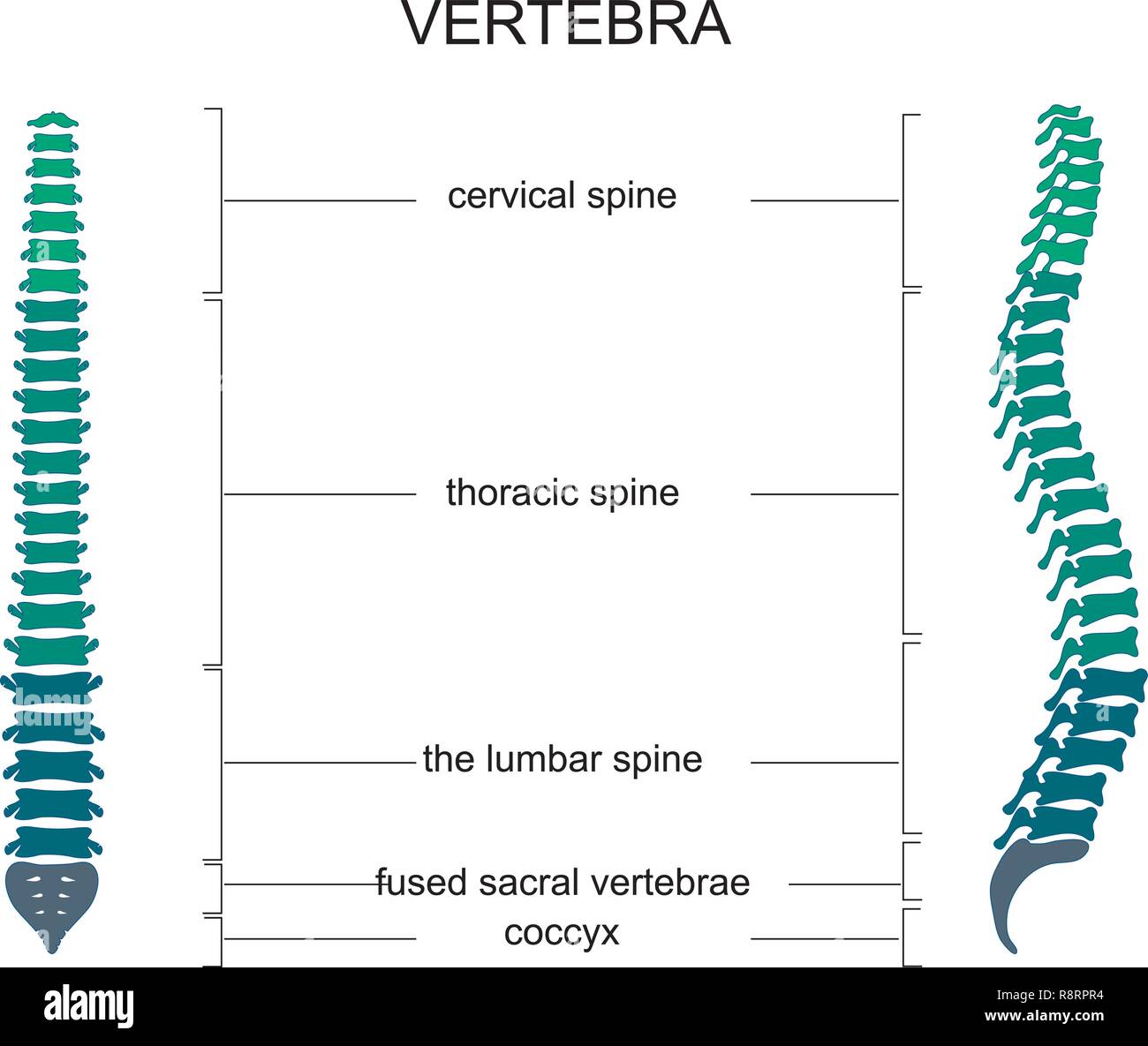 Illustration vecteur de l'anatomie de la colonne vertébrale Illustration de Vecteur