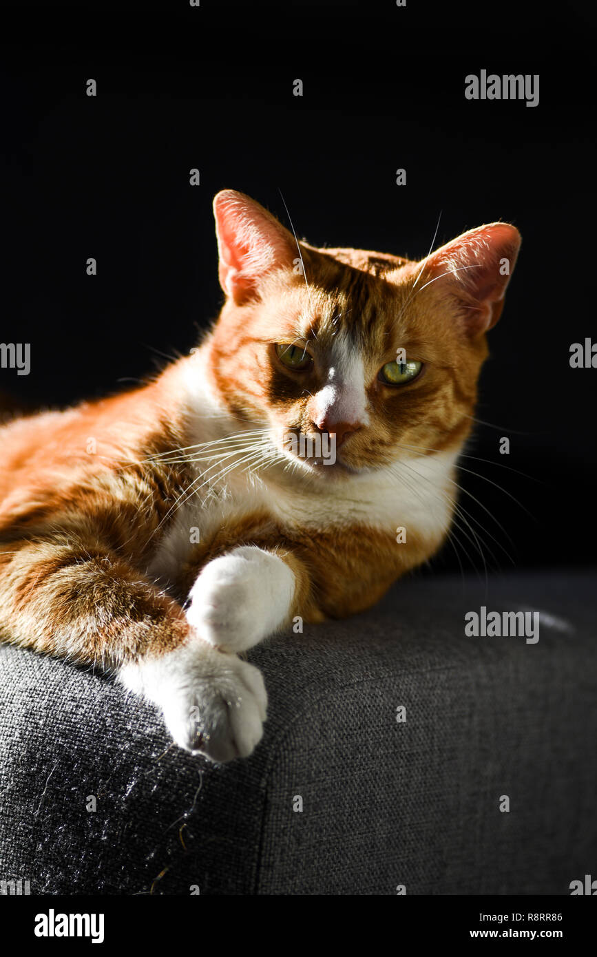 Un Roux Blanc Beau Chat Avec Une Large Plaie A La Tete Photo Stock Alamy