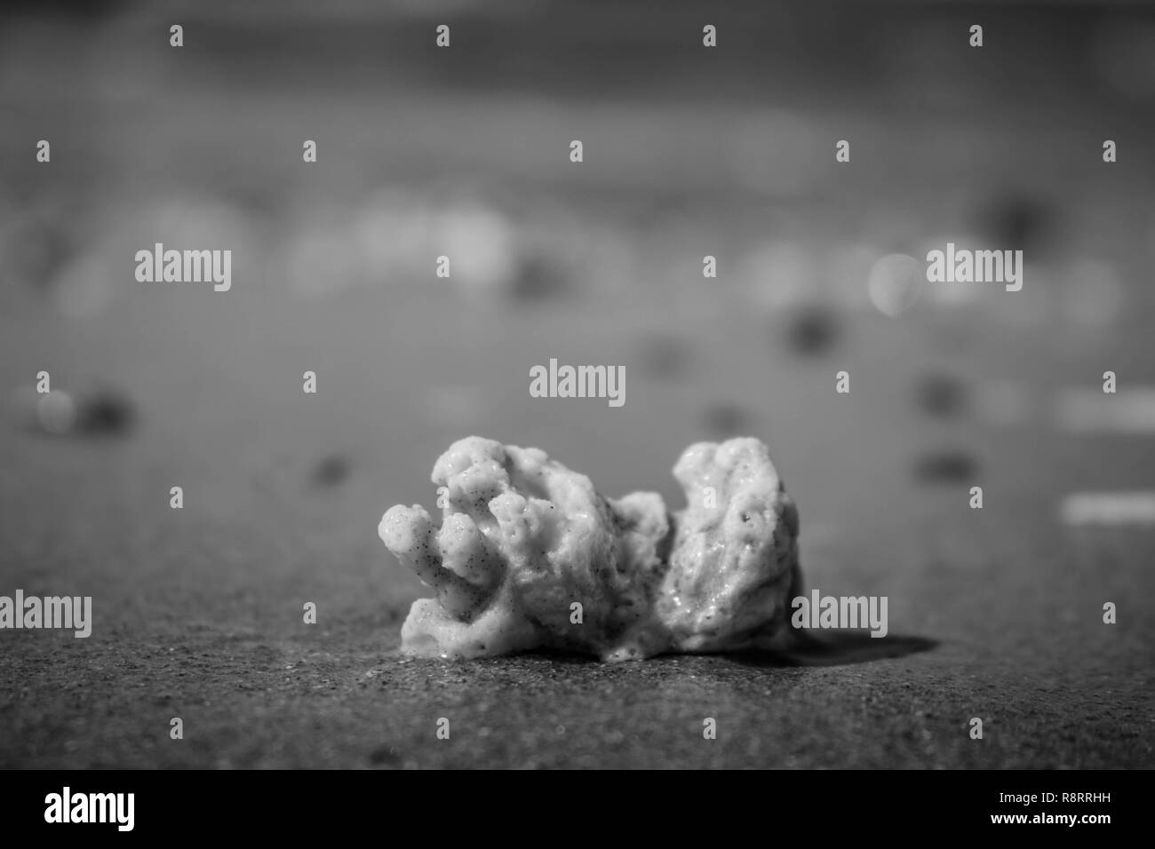 Les coquillages et les coraux sur la plage au Mozambique Banque D'Images