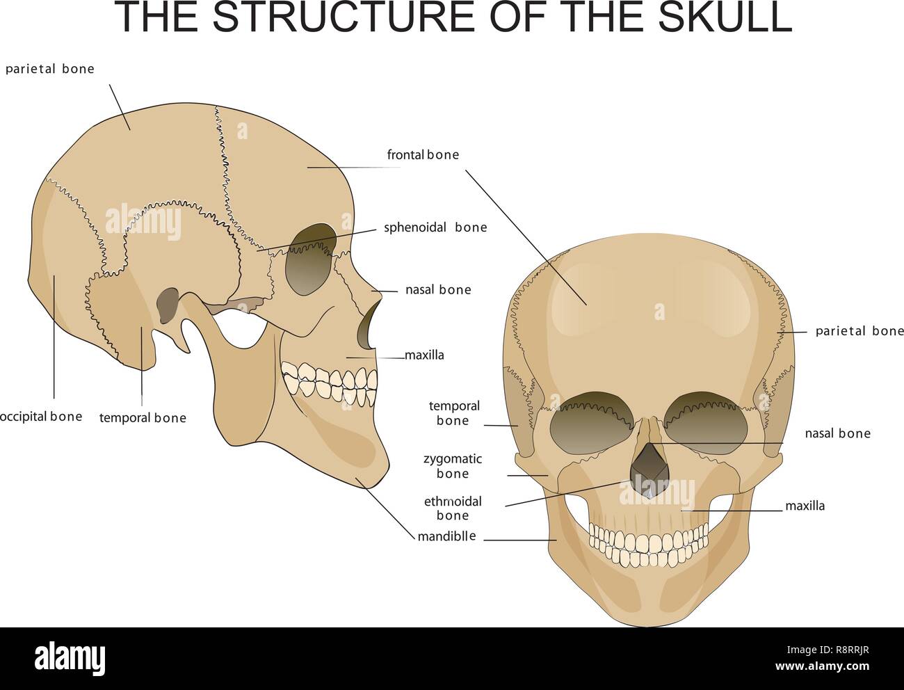 Illustration médicale de la structure du crâne Illustration de Vecteur