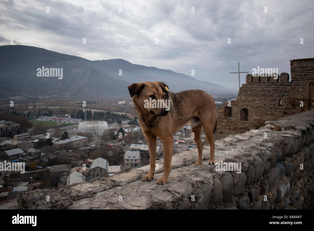 Stray Dog brown debout sur le mur à la Géorgie. Banque D'Images