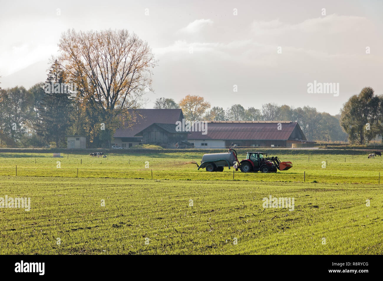 Agriculteur de la vallée du Rhin sur le terrain d'engrais avant l'hiver bei Vieux Rhin - Altach, Vorarlberg, Autriche Banque D'Images