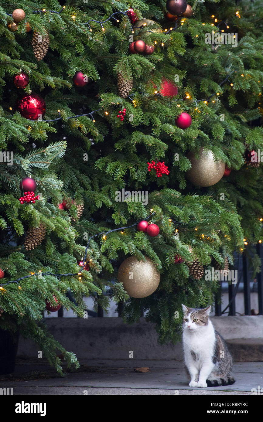 Larry, le nombre 10 cat, est assis sous l'arbre de Noël à Downing Street, Londres. Banque D'Images