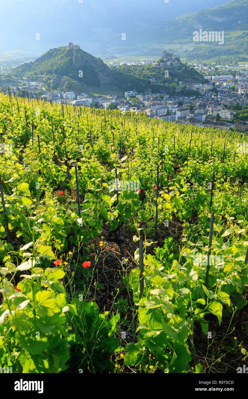 La Suisse, canton du Valais, Sion, Château de Tourbillon (13ème) sur la colline sur la gauche et la Basilique Notre Dame de Valère (13ème) sur la colline sur la droite, vignoble du Valais Banque D'Images