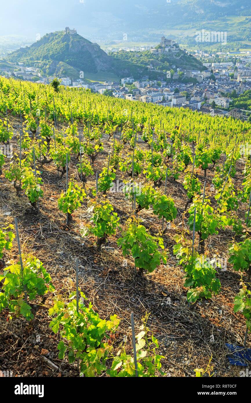 La Suisse, canton du Valais, Sion, Château de Tourbillon (13ème) sur la colline sur la gauche et la Basilique Notre Dame de Valère (13ème) sur la colline sur la droite, vignoble du Valais Banque D'Images