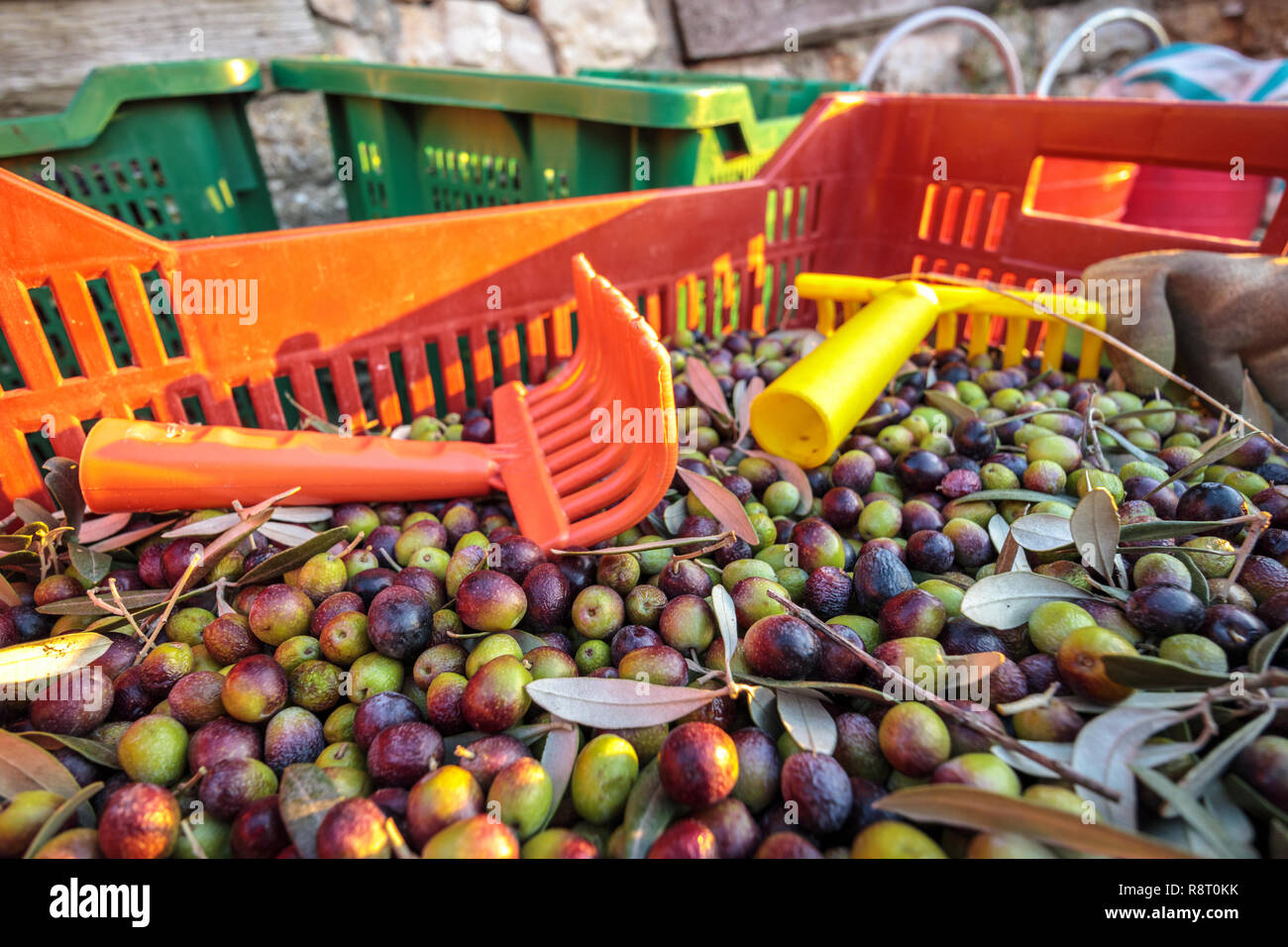 Paniers en pleine récolte des olives de l'italien ferme biologique Près de râteaux avec ups Banque D'Images