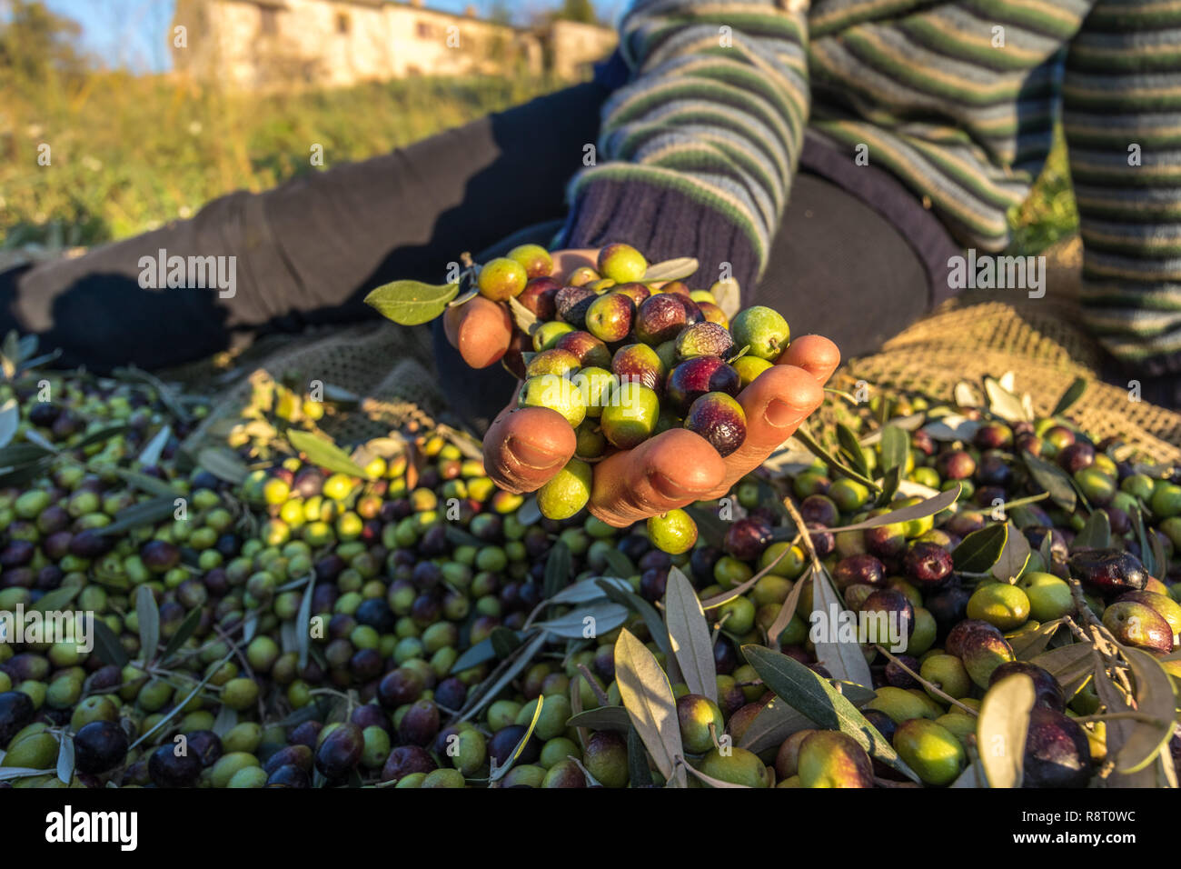 Les olives récoltées iin main près de macro en italien Farm Banque D'Images