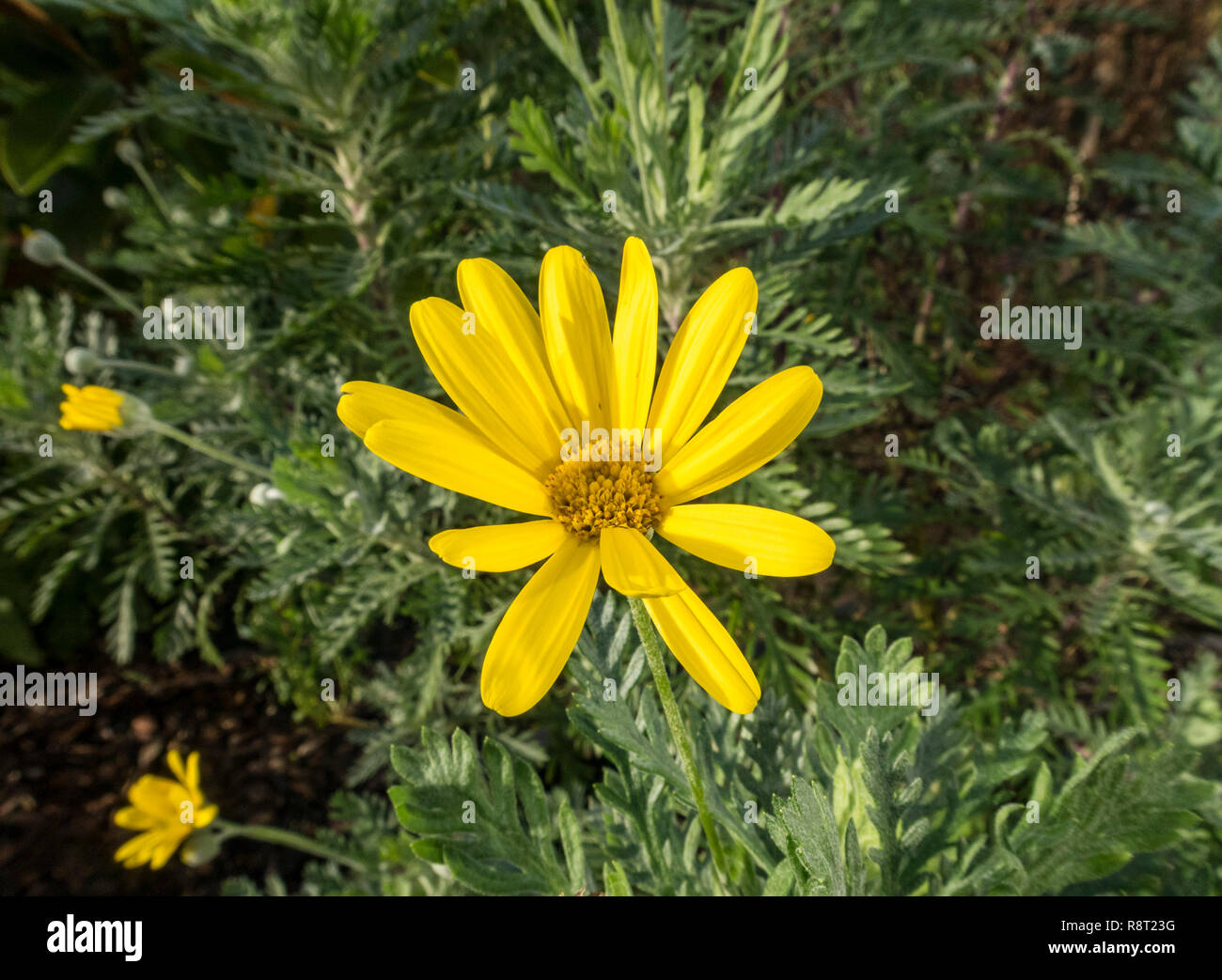 Euryops pectinatus, African daisy,la floraison en hiver, Devon, UK Banque D'Images