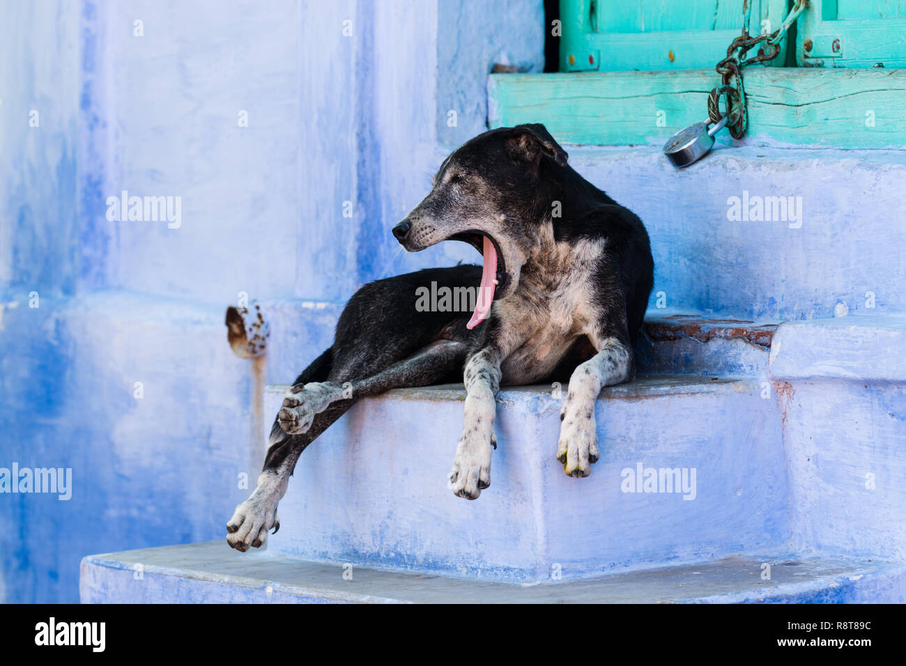 Chien errant le bâillement en face d'une maison peinte en bleu, Jodhpur, Inde Banque D'Images