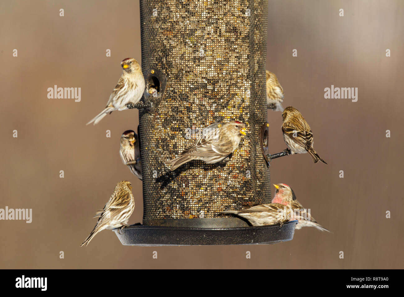 Sizerin flammé Acanthis flammea le nord du Minnesota, United States 22 février 2018 adultes à d'alimentation. Fringillidae Banque D'Images