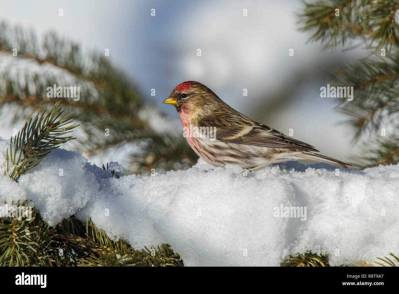 Sizerin flammé Acanthis flammea le nord du Minnesota, United States 22 février 2018 Hommes adultes Fringillidae Banque D'Images