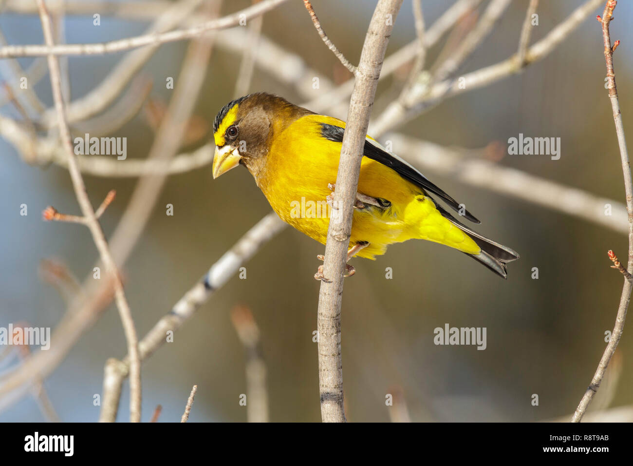Le Gros-bec errant Coccothraustes vespertinus Sax-Zim Bog, Minnesota, United States 22 février 2018 Hommes adultes Fringillidae Banque D'Images