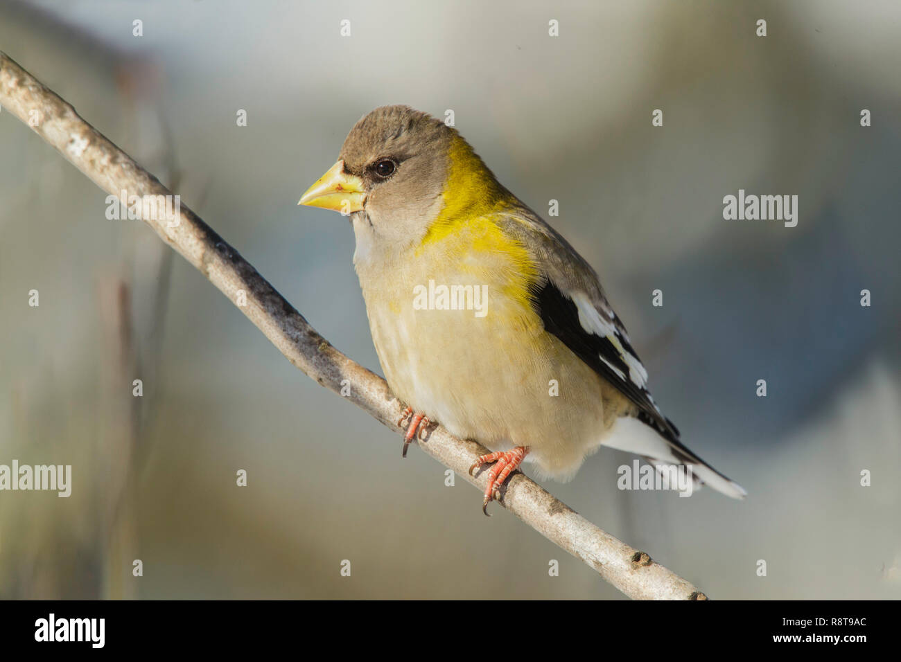Le Gros-bec errant Coccothraustes vespertinus Sax-Zim Bog, Minnesota, United States 22 février 2018 Femme adulte Fringillidae Banque D'Images