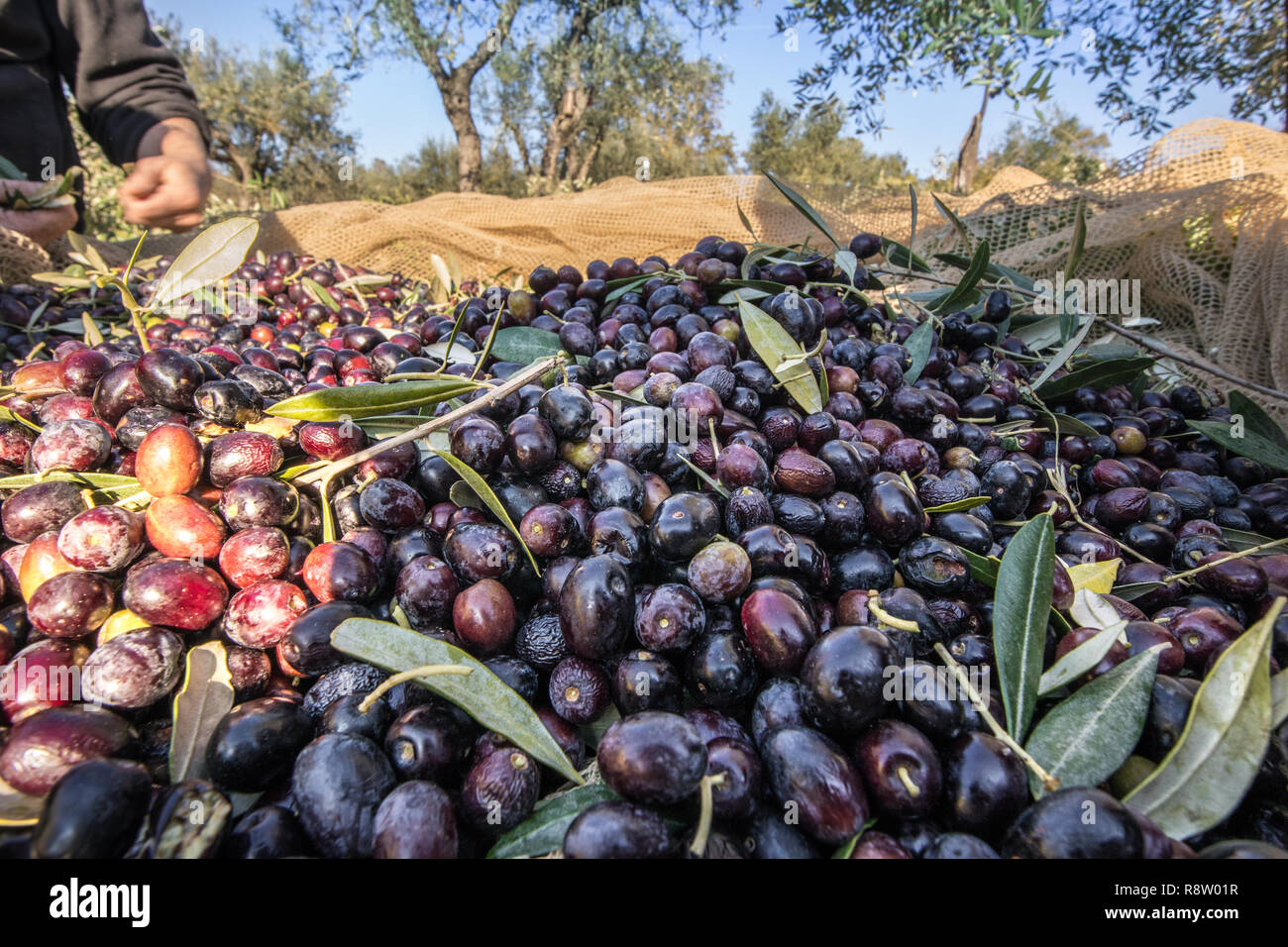 Close up of olives cueillies à partir de la récolte avec des personnes travaillant en Italie Banque D'Images