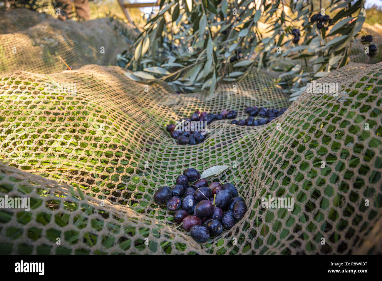 Close up of a dark et de récolter des olives mûres Banque D'Images