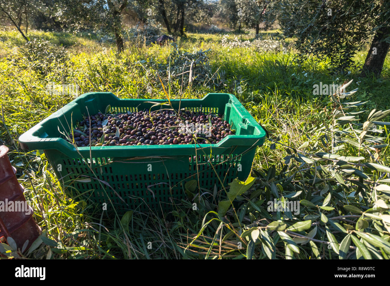 Panier plein d'olives récoltées en italien Orchard Banque D'Images