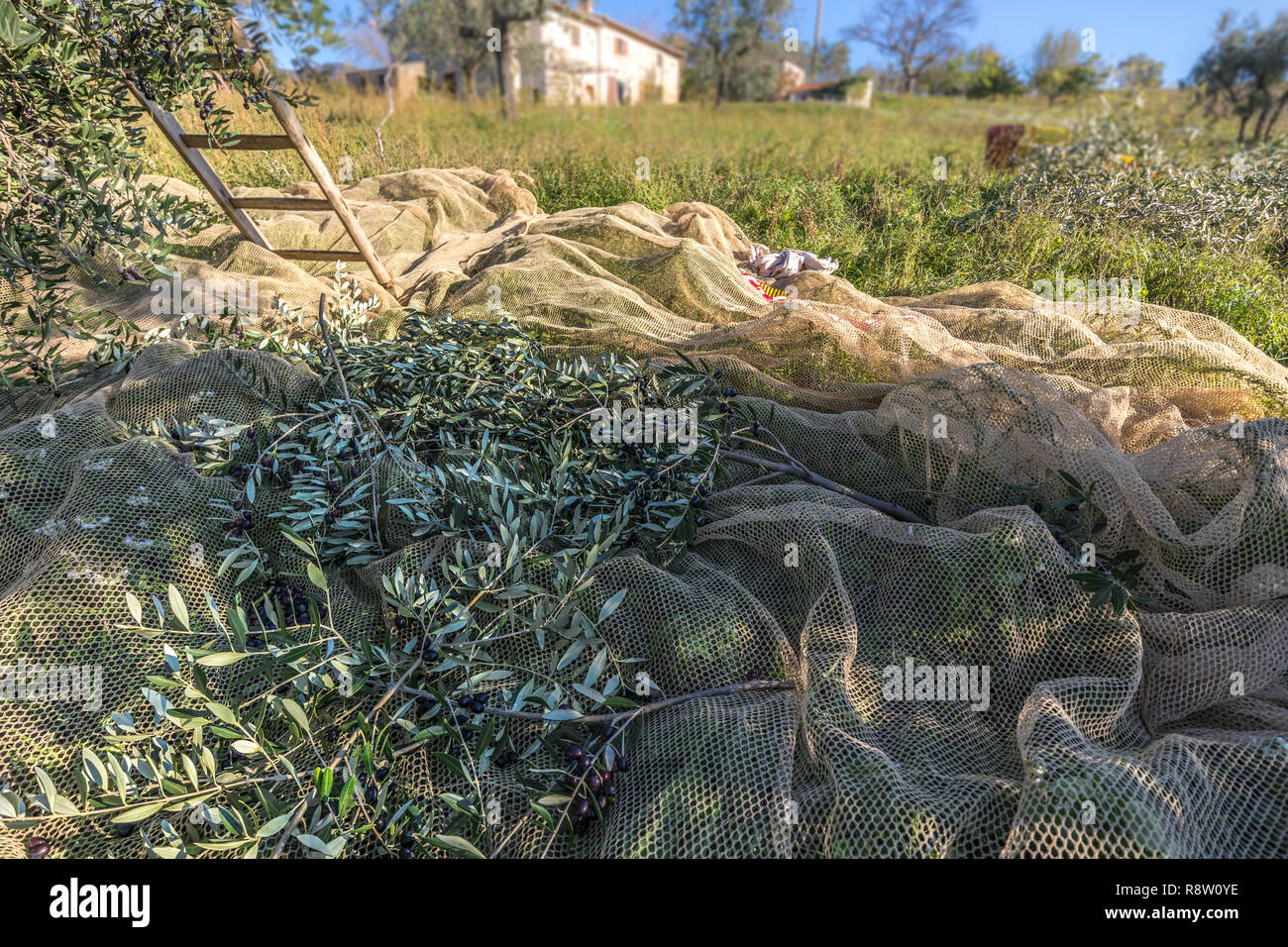 La récolte des olives en italien Une Plantation d''Oliviers Branches sur Net Banque D'Images