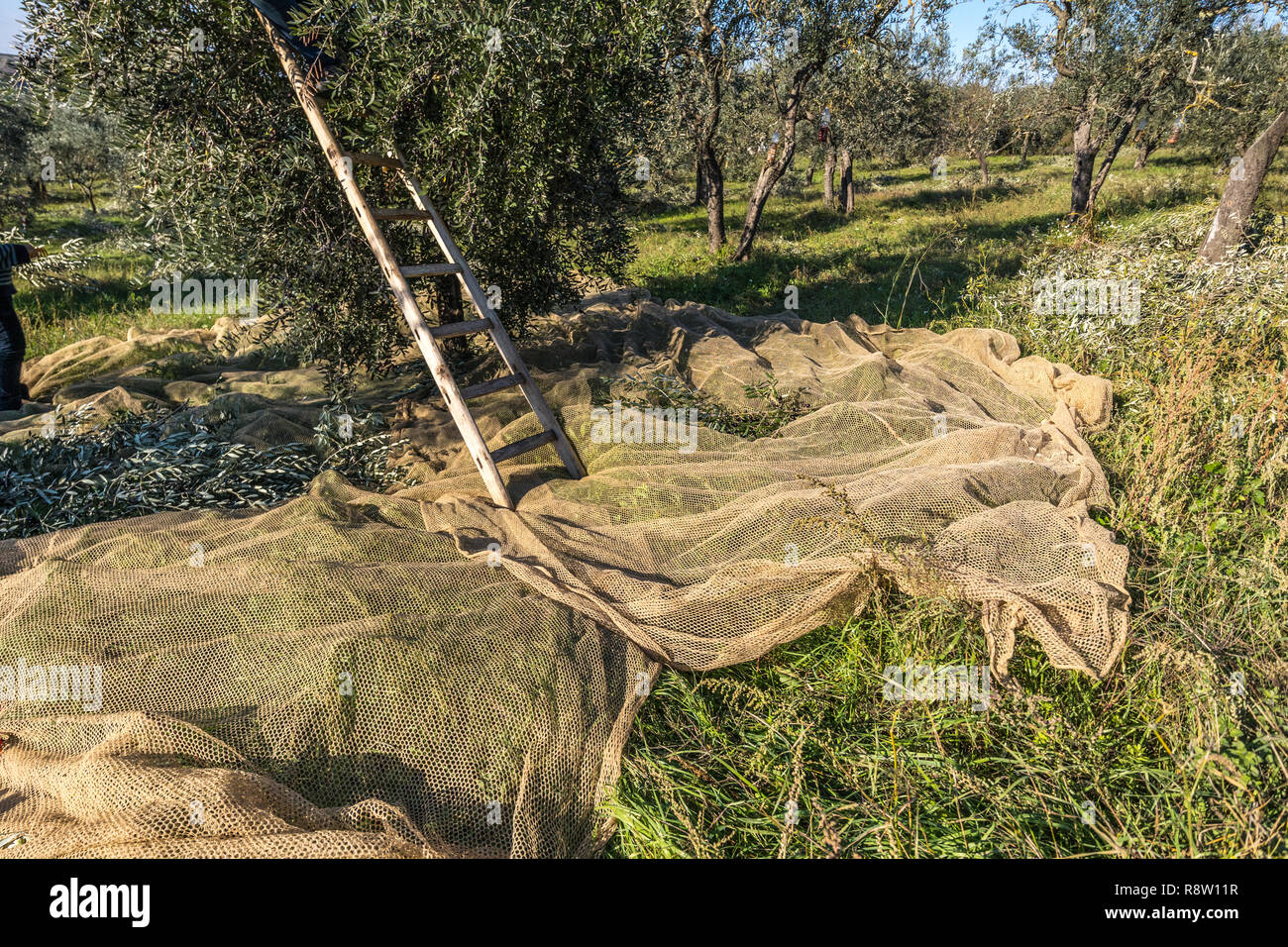 Organisé dans le cadre de Net Olivier pour la récolte et la collecte d'olive avec échelle en bois Banque D'Images