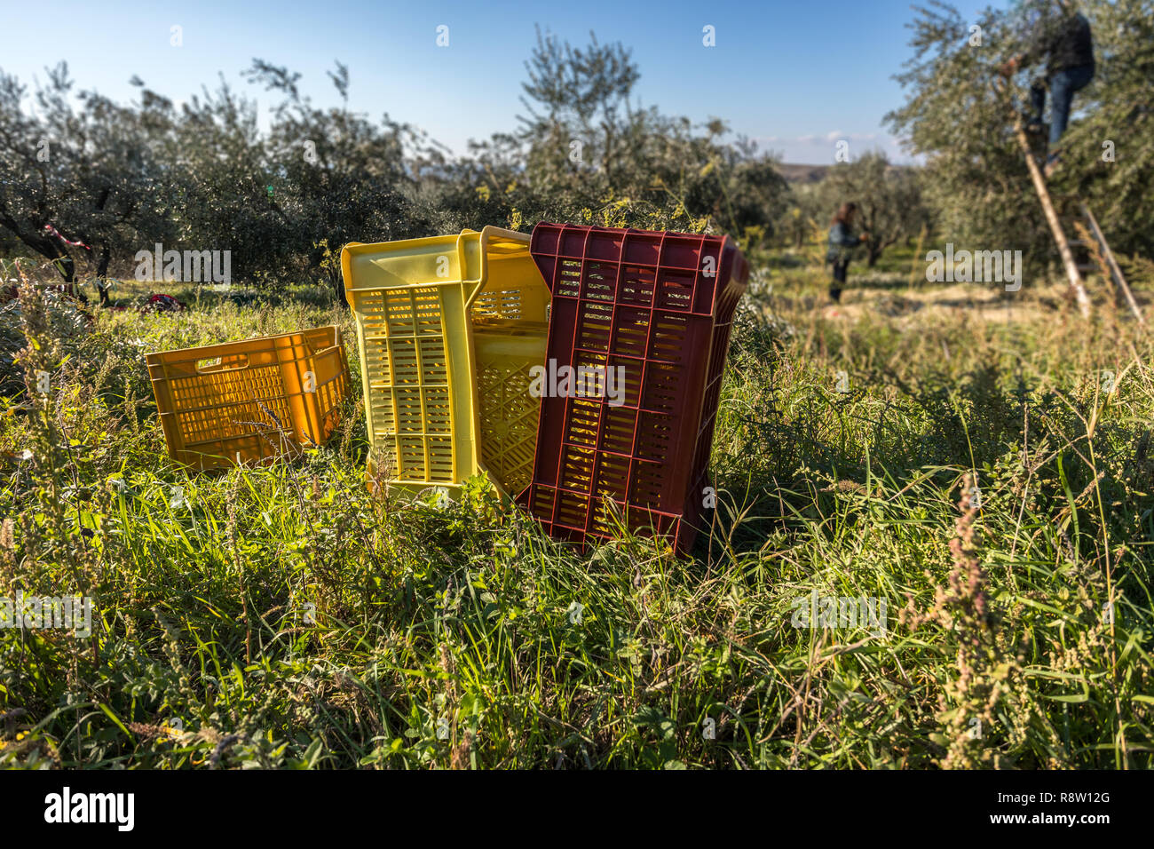 La récolte d'olive d'olive italienne dans des paniers de plantation d'arbres Banque D'Images
