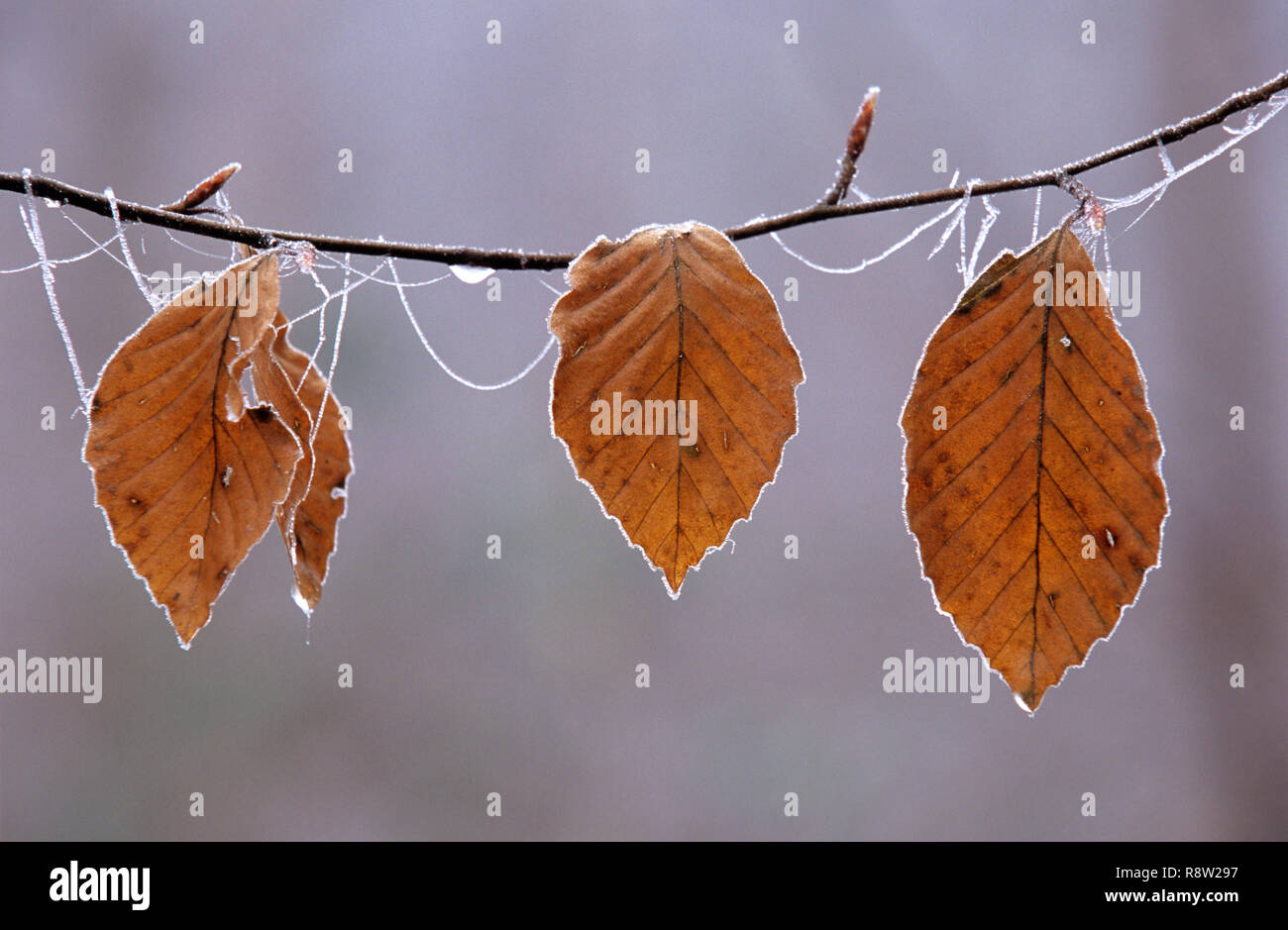 Hêtre d'automne les feuilles des arbres sur la branche givrée, England, UK Banque D'Images