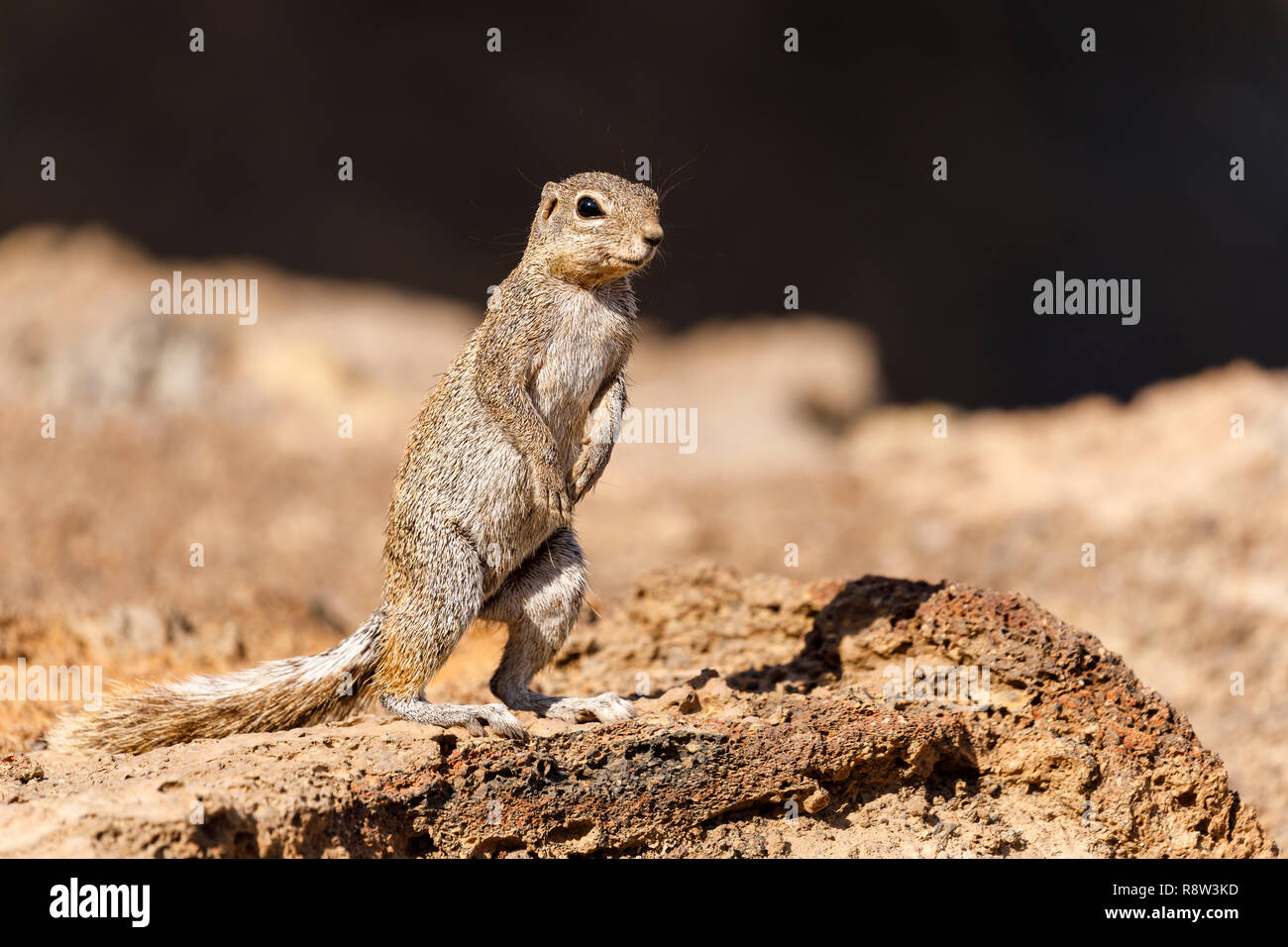 Unstriped ground squirrel (Ha83 rutilus) Erta Ale volcan. La dépression Danakil. Région Afar. L'Éthiopie. Afrique du Sud Banque D'Images