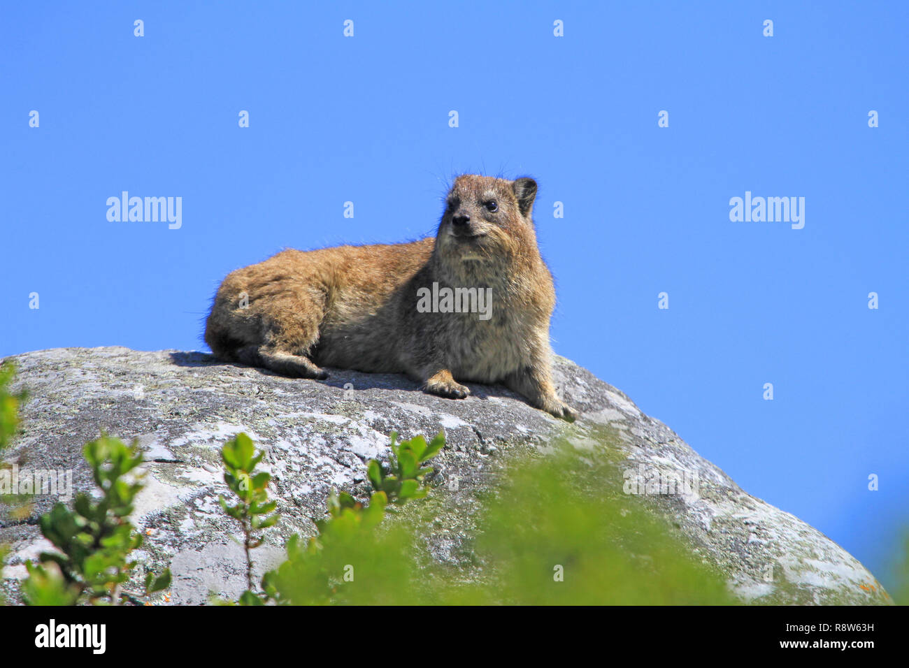 Hyrax, Dassie, sont liés aux éléphants et les lamantins Banque D'Images