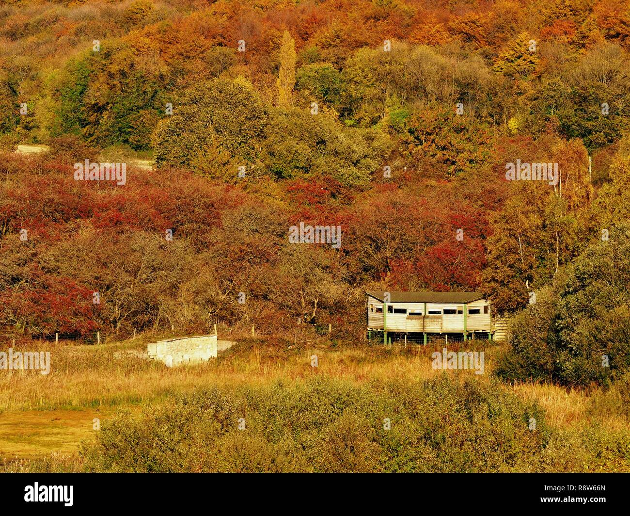 Bird hide entouré de belles couleurs d'automne dans la région de Fairburn Ings réserve naturelle, Yorkshire, Angleterre Banque D'Images