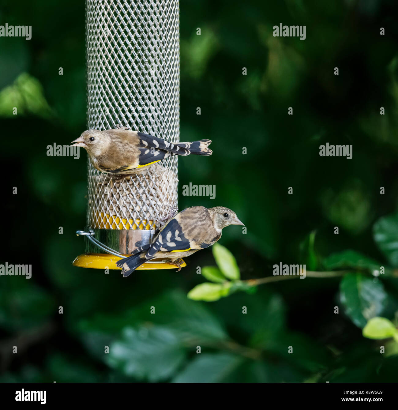 Paire de jeunes, immatures et juvéniles d'orfèvrins européens (Carduelis carduelis) se nourrissant à un mangeoire à oiseaux dans un jardin, Surrey, se, Angleterre, en été Banque D'Images