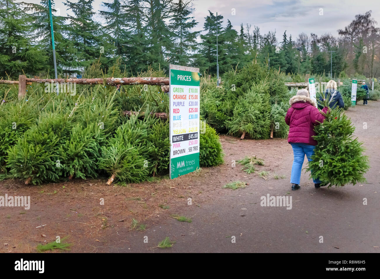 Les préparatifs des fêtes de Noël de saison : le choix d'un arbre de Noël fraîchement coupé dans une ferme près de Chertsey, Surrey, Angleterre du Sud-Est, Royaume-Uni Banque D'Images