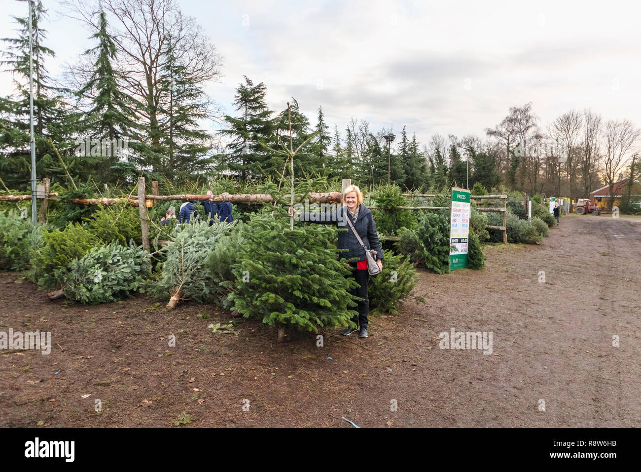 Les préparatifs des fêtes de Noël de saison : l'achat d'un arbre de Noël fraîchement coupé à un arbre de Noël ferme près de Chertsey, Surrey, Angleterre du Sud-Est Banque D'Images