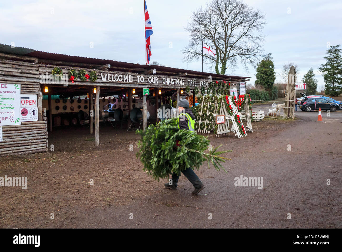 Les préparatifs des fêtes de Noël de saison : vendeur portant un arbre de Noël fraîchement coupé dans une ferme près de Chertsey, Surrey, Angleterre du Sud-Est, Royaume-Uni Banque D'Images