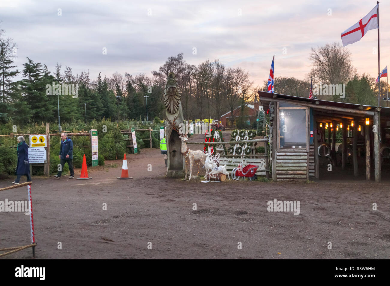 Les préparatifs des fêtes de Noël de saison : Christmas Tree Farm vente d'arbres fraîchement coupés près de Chertsey, Surrey, Angleterre du Sud-Est, Royaume-Uni Banque D'Images